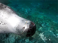 南极海豹也爱拍照，对着镜头搔首弄姿好不开心