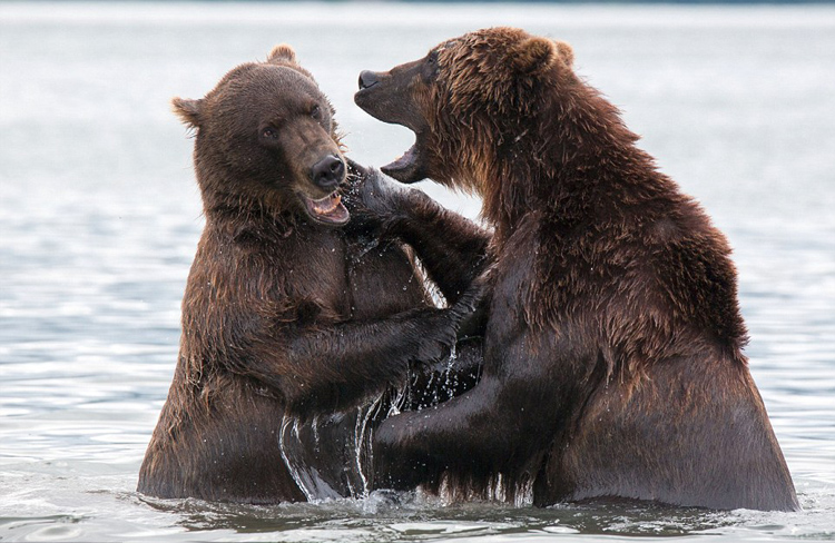 俄两棕熊湖中打斗展示拳击术