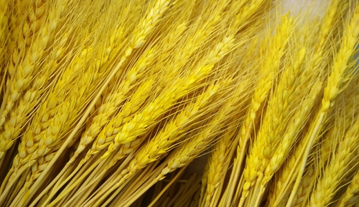 河南麦收季遭遇“烂场雨” 抓好收割、烘干环节减少粮食损失